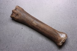 Primitive horse Metatarsal :  Equus sp. -  Pleistocene - North sea, Holland