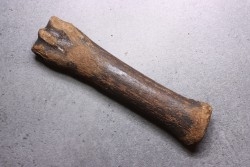 Primitive horse Metatarsal :  Equus sp. -  Pleistocene - North sea, Holland