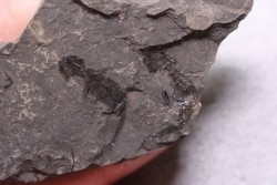 branchiosaure (protriton) petrolei - Autunian - Autun, France