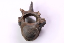 Vertebre de cétacé, miocène, South Carolina - USA