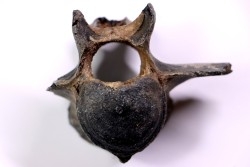 Cetacean vertebra, Miocene, South Carolina - USA