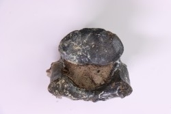 Cetacean vertebra, Miocene, South Carolina - USA