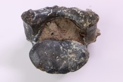 Vertèbre de crocodile     Alligator mississippiensis   Pléistocène   North Florida, USA