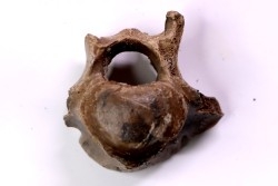 Vertebre de cétacé, miocène, South Carolina - USA