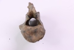 Vertebre de cétacé, miocène, South Carolina - USA