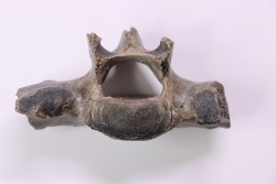 Vertebre de cétacé, miocène, South Carolina - USA