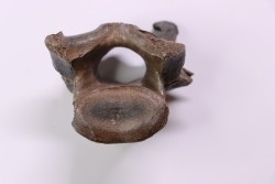 Cetacean vertebra, Miocene, South Carolina - USA