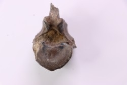 Cetacean vertebra, Miocene, South Carolina - USA
