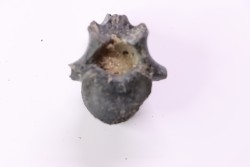 Vertebre de cétacé, miocène, South Carolina - USA