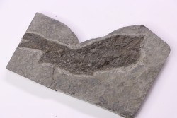 POISSON FOSSILE :  Aeduellidés - carbonifère - mine Barrat, Montceaux les Mines