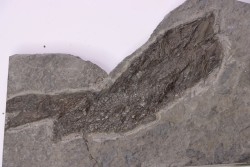 POISSON FOSSILE :  Aeduellidés - carbonifère - mine Barrat, Montceaux les Mines