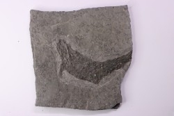 fossil fish : Aeduellidés  - carboniferous - Barrat mine, Montceaux les Mines - France