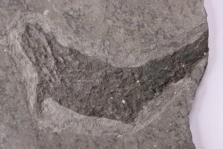 POISSON FOSSILE :  Aeduellidés - carbonifère - mine Barrat, Montceaux les Mines