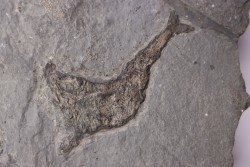 fossil fish : Aeduellidés  - carboniferous - Barrat mine, Montceaux les Mines - France