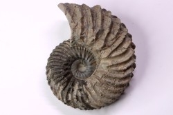 Hoplites dentatus - albien moyen - ancienne carrière Courcelles - Aube - France