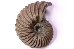 Hoplites dentatus  - middle albian - courcelles quarry - near Troyes - Aube - France