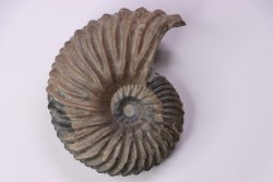 Hoplites dentatus  - middle albian - courcelles quarry - near Troyes - Aube - France
