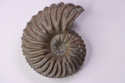 Hoplites dentatus  - middle albian - courcelles quarry - near Troyes - Aube - France