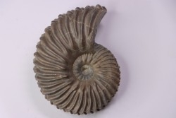 Hoplites dentatus - albien moyen - ancienne carrière Courcelles - Aube - France