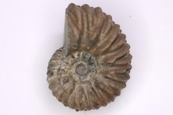 Hoplites benetianus  - middle albian - courcelles quarry - near Troyes - Aube - France