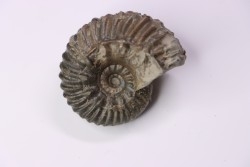 Hoplites benetianus  - middle albian - courcelles quarry - near Troyes - Aube - France