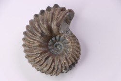 Hoplites benetianus  - middle albian - courcelles quarry - near Troyes - Aube - France