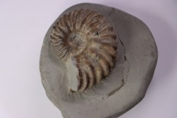 Hoplites benetianus  - middle albian - courcelles quarry - near Troyes - Aube - France