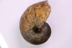 nautile: Cenoceras toarcense - toarcien - Saône et Loire– FRANCE