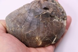 nautile:  Cenoceras  belmontense - toarcien - Saone et Loire– FRANCE