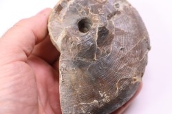 Cenoceras  belmontense - toarcien - Saone et Loire– FRANCE