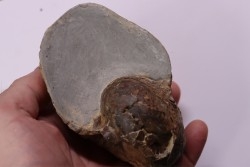 nautile:  Cenoceras  belmontense - toarcien - Saone et Loire– FRANCE