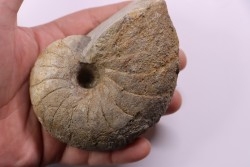 nautile:  Cenoceras  striatum - sinémurien supérieur (lotharingien) - SAONE ET LOIRE – FRANCE – FRANCE