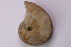 Pseudagamites aff. aganiticus  (Schlotheim) - callovien - Montreuil Bellay- FRANCE