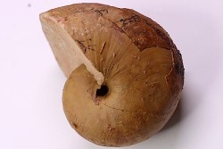 nautile:  Cenoceras  lineolatum - aalenien - Belmont– FRANCE