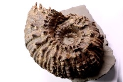 DOUVILLEICERAS gr. inaequinodum  - albien moyen - région de Troyes - Aube - France