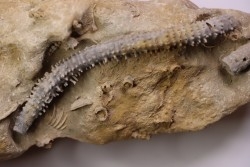 MILLERICRINUS HORRIDUS - Oxfordien - région de Ferrette, Alsace, FRANCE