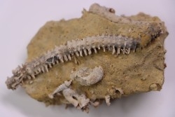 MILLERICRINUS HORRIDUS - Oxfordien - région de Ferrette, Alsace, FRANCE