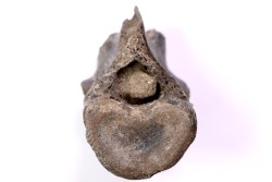 Cetacean vertebra, Miocene, South Carolina - USA