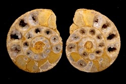 belle ammonite sciée recto/verso avec loges en quartz  jurassique  Normandie - FRANCE