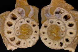 belle ammonite sciée recto/verso avec loges en quartz  jurassique  Normandie - FRANCE