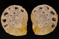 belle ammonite sciée recto/verso avec loges en quartz  jurassique  Normandie - FRANCE