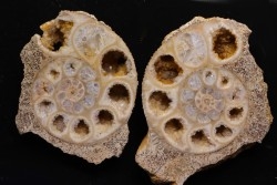 belle ammonite sciée recto/verso avec loges en quartz  jurassique  Normandie - FRANCE