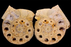 belle ammonite sciée recto/verso avec loges en quartz  jurassique  Normandie - FRANCE