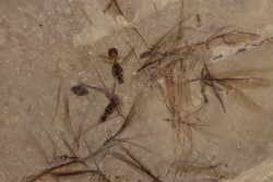 insecte and comose seeds  éocène  green river fmt   Uintah county - Utah - USA