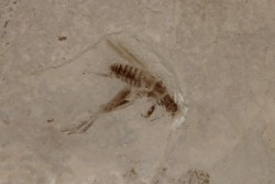 Insecte cricket  éocène  green river fmt   Uintah county - Utah - USA