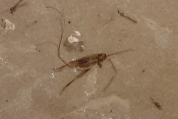 Insecte cricket   éocène  green river fmt   Uintah county - Utah - USA