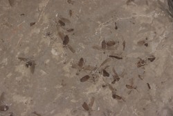 Insecte crane fly:   Tipulidae  éocène  green river fmt   Uintah county - Utah - USA