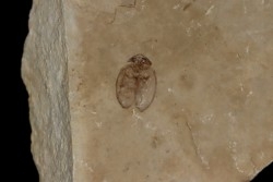 Insecte beetle:   Curculionidae - weevils -  éocène  green river fmt   Uintah county - Utah - USA