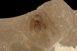 Insecte beetle:   Curculionidae - weevils -  éocène  green river fmt   Uintah county - Utah - USA