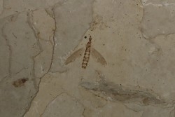 Insecte :   Pterophoridae - éocène  green river fmt   Uintah county - Utah - USA